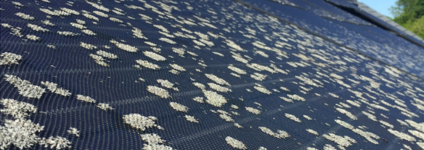 Panneaux solaires en verre micro structuré avec lichens