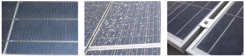 panneaux solaires photovoltaïques micro-structurés avec lichens (champignons)